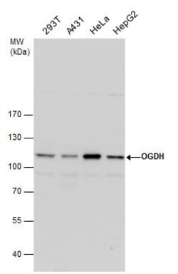 OGDH Polyclonal Antibody:Antibodies, Polyclonal