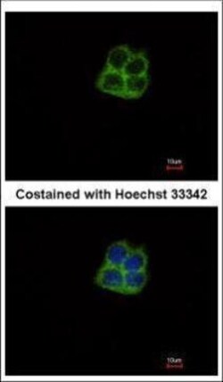 Invitrogen POLRMT Polyclonal Antibody 100 &mu;L; Unconjugated:Antibodies,