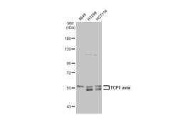 Invitrogen TCP-1 zeta Polyclonal Antibody 100 &mu;L; Unconjugated:Antibodies,