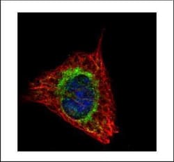 Invitrogen ETFA Polyclonal Antibody 100 &mu;L; Unconjugated:Antibodies,