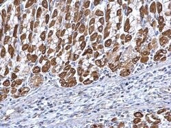 Invitrogen ETFA Polyclonal Antibody 100 &mu;L; Unconjugated:Antibodies,