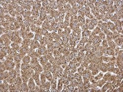 Invitrogen HADH Polyclonal Antibody 100 &mu;L; Unconjugated:Antibodies,
