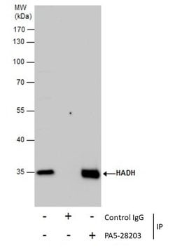 Invitrogen HADH Polyclonal Antibody 100 &mu;L; Unconjugated:Antibodies,