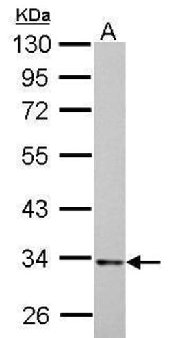 Invitrogen HADH Polyclonal Antibody 100 &mu;L; Unconjugated:Antibodies,