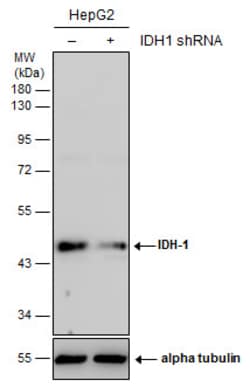 Invitrogen IDH1 Polyclonal Antibody 100 &mu;L | Buy Online | Invitrogen&trade; | Fisher Scientific
