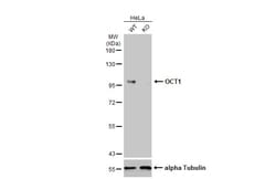 Invitrogen OCT1 (POU2F1) Polyclonal Antibody 100 &mu;L; Unconjugated:Antibodies,