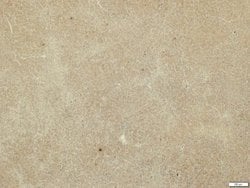 Invitrogen MMP19 Polyclonal Antibody 100 &mu;L | Buy Online | Invitrogen&trade; | Fisher Scientific