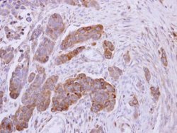 NDUFS1 Polyclonal Antibody, Invitrogen 100 &mu;L; Unconjugated:Antibodies,