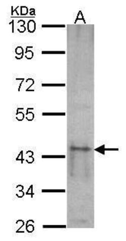 Invitrogen SKAP55 Polyclonal Antibody 100 &mu;L; Unconjugated:Antibodies,