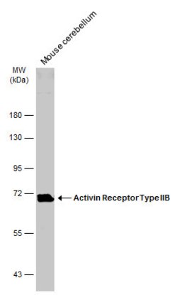 Invitrogen ACVR2B Polyclonal Antibody 100 &mu;L; Unconjugated:Antibodies,