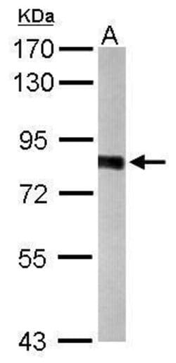 Invitrogen PWP2 Polyclonal Antibody 100 &mu;L | Buy Online | Invitrogen&trade; | Fisher Scientific