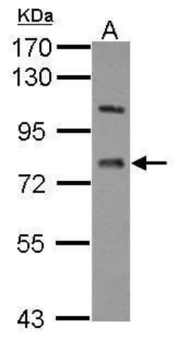 Invitrogen LSS Polyclonal Antibody 100 &mu;L; Unconjugated:Antibodies,