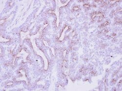 Invitrogen CDO Polyclonal Antibody 100 &mu;L; Unconjugated:Antibodies,