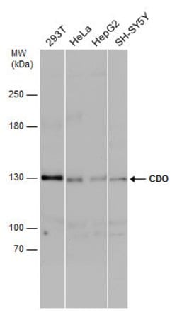 Invitrogen CDO Polyclonal Antibody 100 &mu;L; Unconjugated:Antibodies,