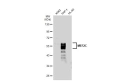 Invitrogen MEF2C Polyclonal Antibody 100 &mu;L | Buy Online | Invitrogen&trade; | Fisher Scientific