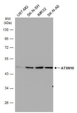 ATXN10 Polyclonal Antibody:Antibodies, Polyclonal