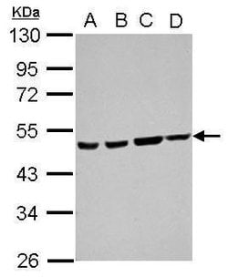 ATXN10 Polyclonal Antibody:Antibodies, Polyclonal