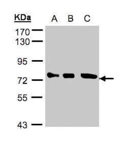Optineurin Polyclonal Antibody:Antibodies, Polyclonal