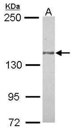Invitrogen MINK1 Polyclonal Antibody 100 &mu;L; Unconjugated:Antibodies,