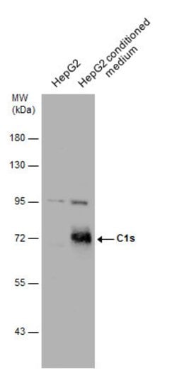 Invitrogen C1S Polyclonal Antibody 100 &mu;L; Unconjugated:Antibodies,