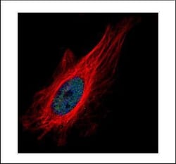 Invitrogen ZNF449 Polyclonal Antibody 100 &mu;L | Buy Online | Invitrogen&trade; | Fisher Scientific