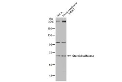 STS Polyclonal Antibody, Invitrogen&trade; 100 &mu;L; Unconjugated 