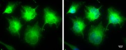 Invitrogen IKK epsilon Polyclonal Antibody 100 &mu;L; Unconjugated:Antibodies,