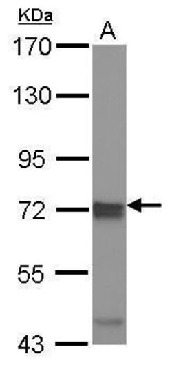 Invitrogen IKK epsilon Polyclonal Antibody 100 &mu;L; Unconjugated:Antibodies,