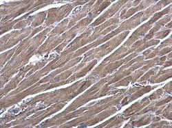Invitrogen RRAS Polyclonal Antibody 100 &mu;L; Unconjugated:Antibodies,