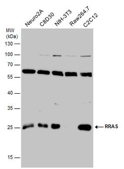 Invitrogen RRAS Polyclonal Antibody 100 &mu;L; Unconjugated:Antibodies,