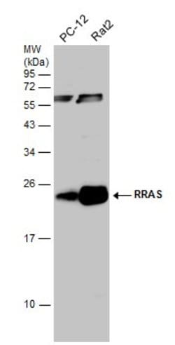 Invitrogen RRAS Polyclonal Antibody 100 &mu;L; Unconjugated:Antibodies,