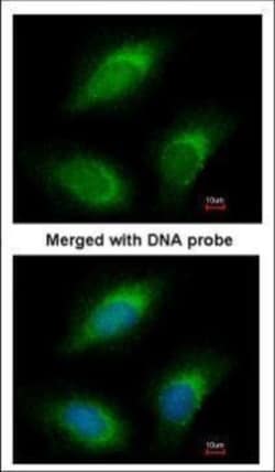 Invitrogen RGL2 Polyclonal Antibody 100 &mu;L; Unconjugated:Antibodies,