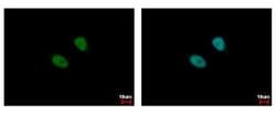 Invitrogen MSL3 Polyclonal Antibody 100 &mu;L; Unconjugated:Antibodies,