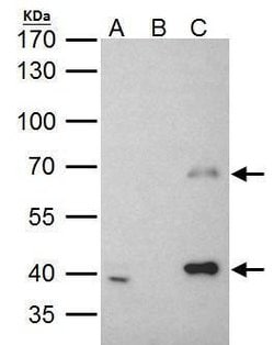 Invitrogen MSL3 Polyclonal Antibody 100 &mu;L; Unconjugated:Antibodies,