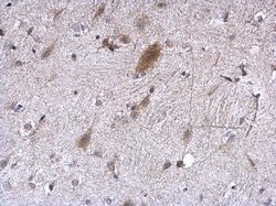 Invitrogen EEF1E1 Polyclonal Antibody 100 &mu;L; Unconjugated:Antibodies,