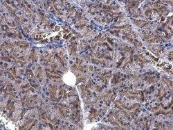 Invitrogen EEF1E1 Polyclonal Antibody 100 &mu;L; Unconjugated:Antibodies,