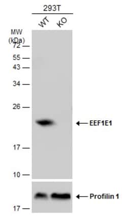 Invitrogen EEF1E1 Polyclonal Antibody 100 &mu;L; Unconjugated:Antibodies,