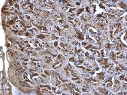 Invitrogen WNT7A Polyclonal Antibody 100 μL; Unconjugated:Antibodies,