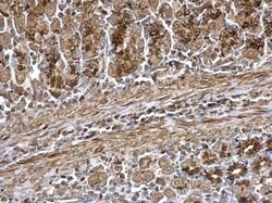 Invitrogen WNT7A Polyclonal Antibody 100 μL; Unconjugated:Antibodies,