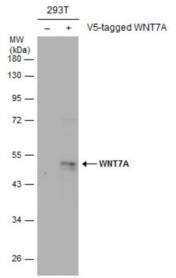 Invitrogen WNT7A Polyclonal Antibody 100 μL; Unconjugated:Antibodies,