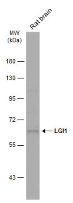 Invitrogen LGI1 Polyclonal Antibody 100 &mu;L; Unconjugated:Antibodies,