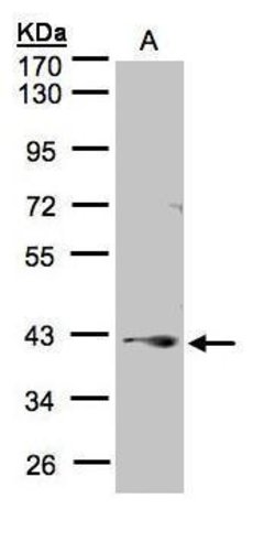 Invitrogen PPP2R4 Polyclonal Antibody 100 &mu;L; Unconjugated:Antibodies,