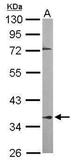 Invitrogen PPP2R4 Polyclonal Antibody 100 &mu;L; Unconjugated:Antibodies,