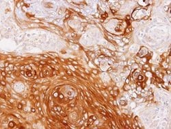 Invitrogen GBP1 Polyclonal Antibody 100 &mu;L; Unconjugated:Antibodies,