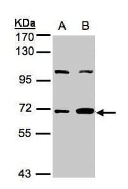 Invitrogen GBP1 Polyclonal Antibody 100 &mu;L; Unconjugated:Antibodies,