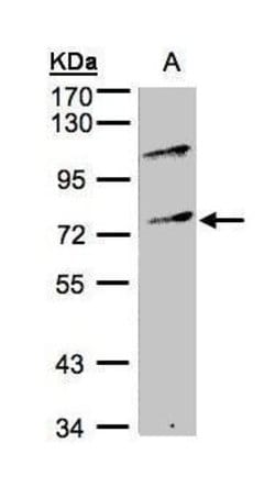 Invitrogen MZF1 Polyclonal Antibody 100 &mu;L | Buy Online | Invitrogen&trade; | Fisher Scientific