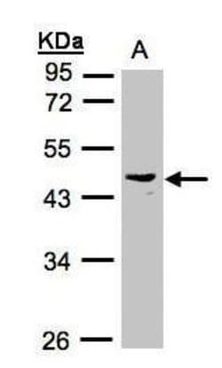 Invitrogen PSG6 Polyclonal Antibody 100 &mu;L; Unconjugated:Antibodies,