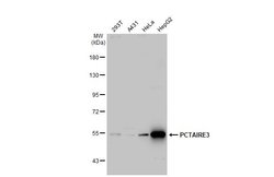 Invitrogen PCTAIRE3 Polyclonal Antibody 100 &mu;L; Unconjugated:Antibodies,