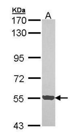 Invitrogen PCTAIRE3 Polyclonal Antibody 100 &mu;L; Unconjugated:Antibodies,