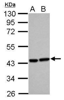 Invitrogen Heme oxygenase 2 Polyclonal Antibody 100 &mu;L; Unconjugated:Antibodies,